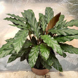 10" Calathea Rufibarbra