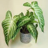 4” Xanthosoma (Caladium Lindenii)