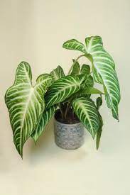 4” Xanthosoma (Caladium Lindenii)