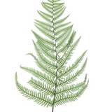 Dried Natural Fern Leaf in Bag