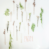 Dried Natural Fern Leaf in Bag