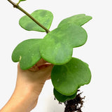 4" Hoya Kerri Heart