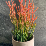 1 Gallon Euphorbia Tirucalli-Firesticks