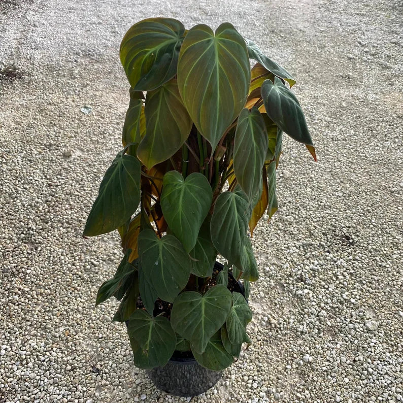 6" Philodendron Mican on Pole