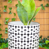6" Sansevieria Whale Fin