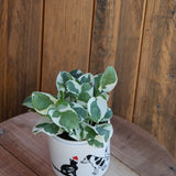4" Pothos N'Joy (Epipremnum aureum 'N'Joy')
