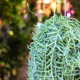 8" Senecio Radicans Glauca String of Fish Hooks