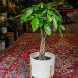 10" Pachira Aquatica "Chinese Money Tree"