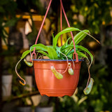 3" Pitcher Plant (Nepenthes Monkey Cup)