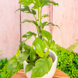 4" Rhapidophora Tetrasperma (Mini Monstera)