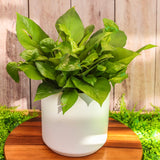 6" Green Queen Pothos - 2 Lengths