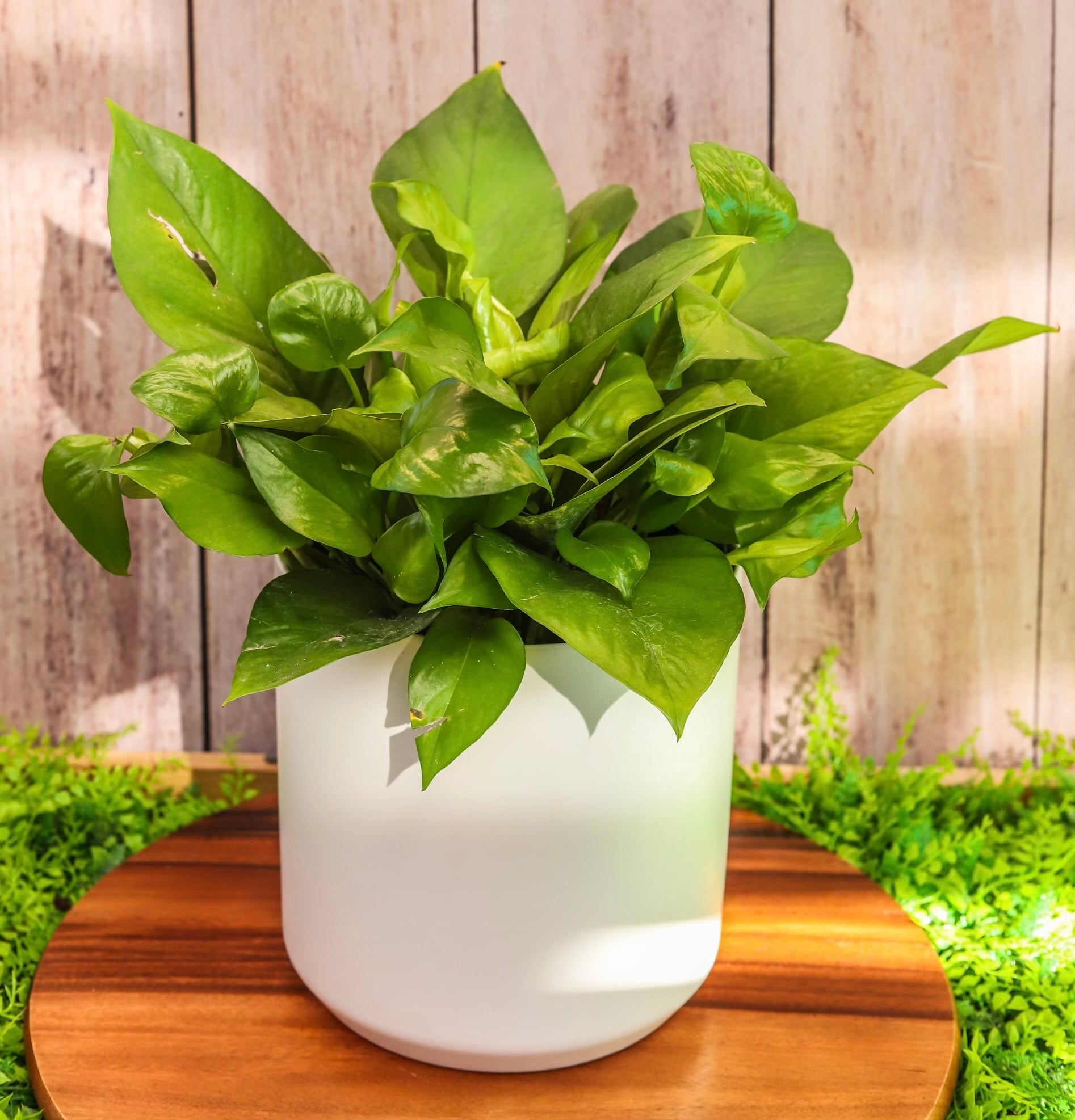 6" Green Queen Pothos - 2 Lengths