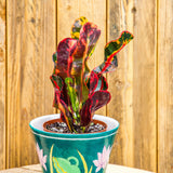 3" Croton Mammy