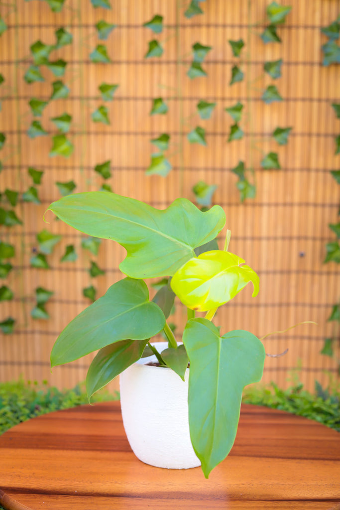 4" Philodendron Golden Violin