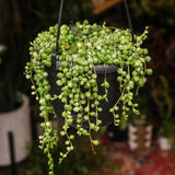 6" Variegated Senecio Rowleyanus (String of Pearls)