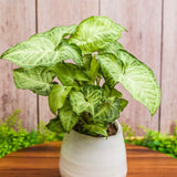 4" Syngonium White Butterfly