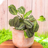 6" Red Maranta