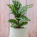 6" Calathea Concinna "Freddie"