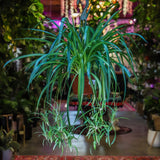 6" Chlorophytum Hawaiian Spider Plant