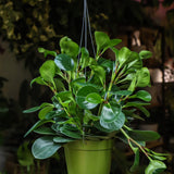 6" Peperomia Thailand