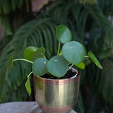 4" Pilea Peperomioides