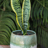 5" Sansevieria Laurentii (Snake Plant)