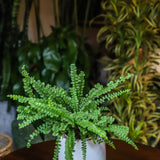 4" Button Fern