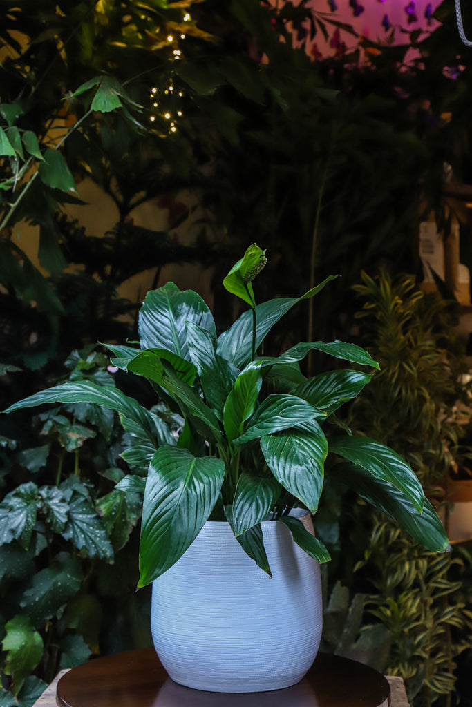 8" Spathiphyllum "Peace Lily"