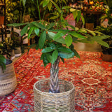 14" Pachira Braid (Money Tree)