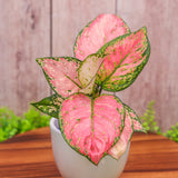 6" Aglaonema Lady Valentine