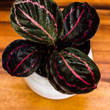4" Calathea Roseopicta "Dottie"