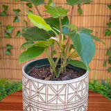 6"  Philodendron Squamiferum