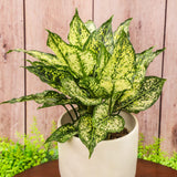 6" Chinese Evergreen First Diamond