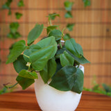 4" Philodendron Cordatum (Heart Leaf Philodendron)