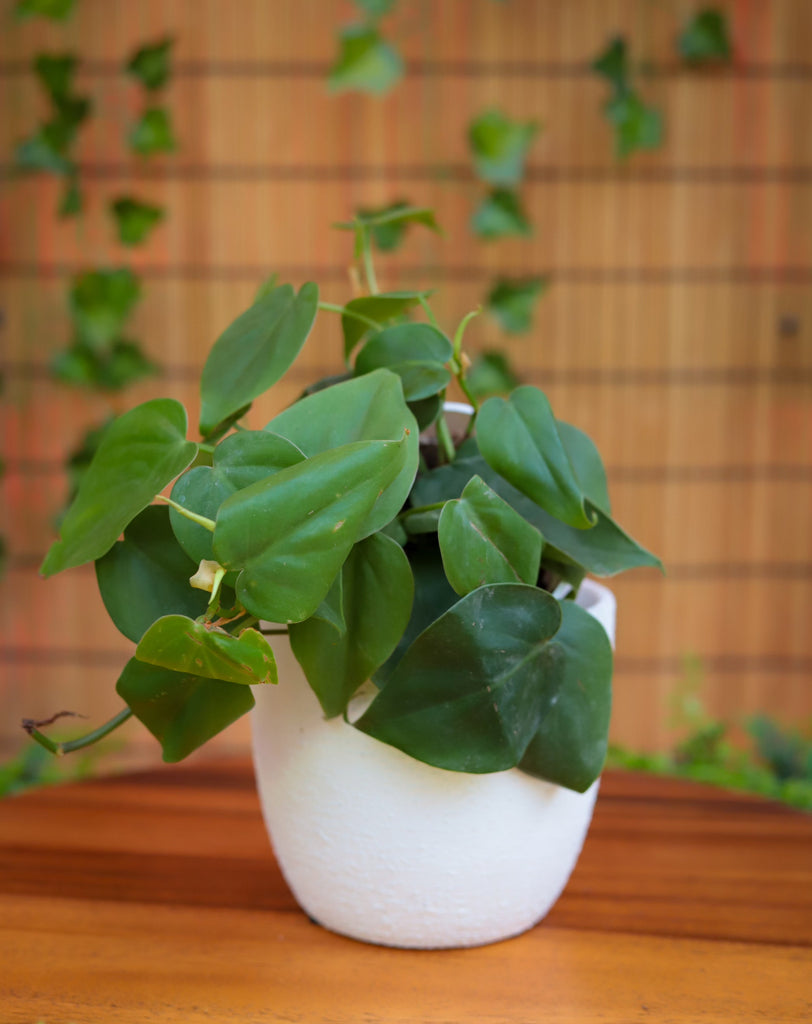 4" Philodendron Cordatum (Heart Leaf Philodendron)