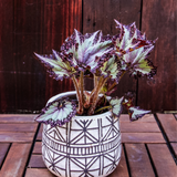 4" Begonia Rex