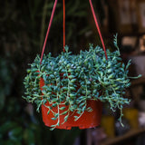 6" Senecio radicans 'Glauca' (String of Bananas)