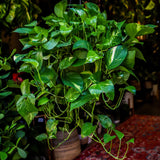 6" Golden Pothos - 2 Lengths