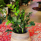 10" Zamioculcas Zamiifolia