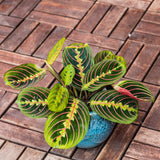 8" Maranta Red Prayer Plant