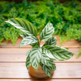 6" Calathea Concinna "Freddie"