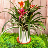 6" Guzmania Bromeliad