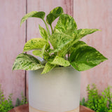 4" Marble Queen Pothos