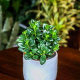 4" Nematanthus Candy Corn (Goldfish Plant)