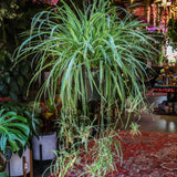 6" Chlorophytum Hawaiian Spider Plant