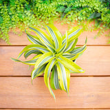 3" Dracaena Lemon Lime