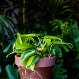 4" Philodendron Cordatum Brasil (Philodendron hederaceum 'Brasil')