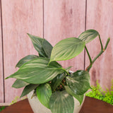 6" Rhaphidophora Decursiva Dragon's Tail