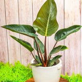 6" Philodendron Rojo Congo