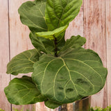 4" Fiddle Leaf Fig (Ficus lyrate)